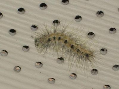 Caterpillar from Afar
