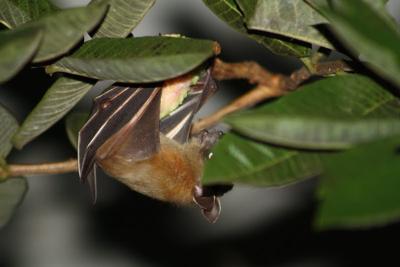 Bat Eating A Guava