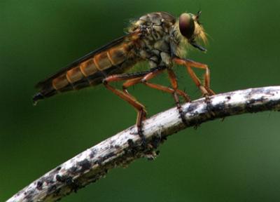 Miniature Beauty - Dragonfly