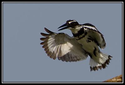 Pied Kingfisher (Ceryle rudis)