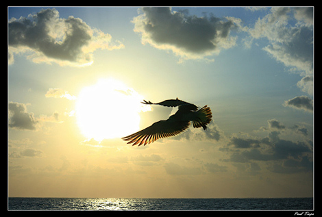 Bird flying over the ocean - Captured using Manual mode by Paul Timpa