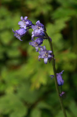 Beautiful Nature Photography & Wildlife Photography Of Bluebells At Glenariff Forest Park