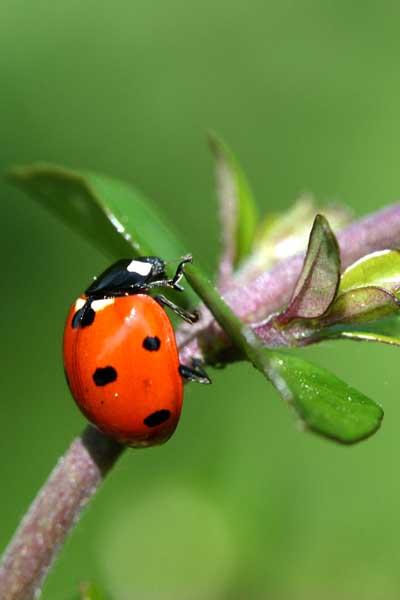 Close-up Or Macro Shot Of A Ladybug On A Leaf