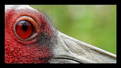 Close-up Shot Of  The Sarus Crane