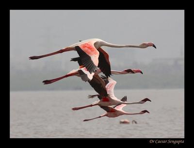 Flame Birds On Flight