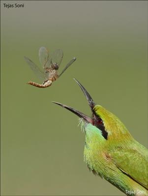 Green Bee Eater - Thol Lake, Mehsana, Guajarat