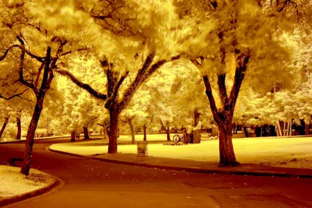 Infrared Landscape Shot With An Orange Glow