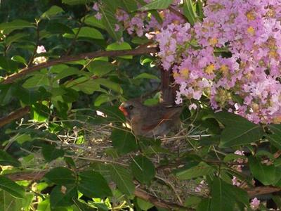 Nest Outside our Window