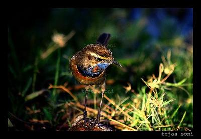 Male Red-Spotted Bluethroat (Luscinia svecica) 