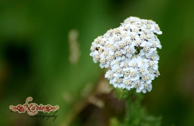 Lovely Flower with 70-300 AF-S