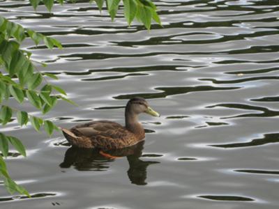 Duck Swimming In The River
