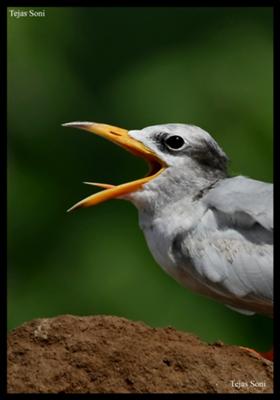 Photo of a River Tern
