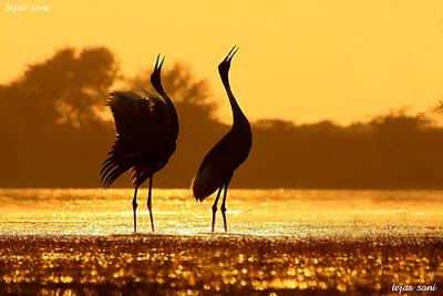 Sarus Cranes - Thol Lake, Mehsana, Gujarat