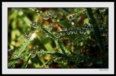 Raindrops Like Jewels