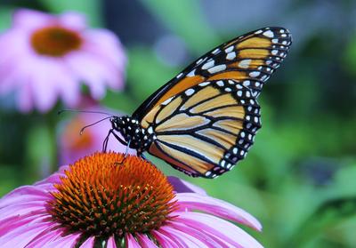 Butterfly Resting On A Flower