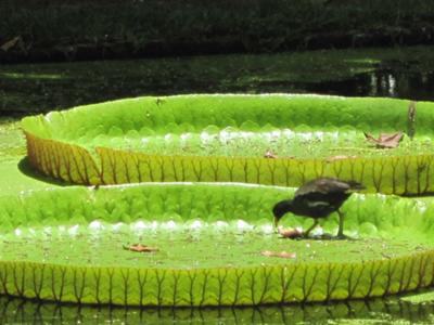 Water Lillies & their lonesome visitor