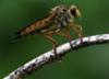 Miniature Beauty - Dragonfly