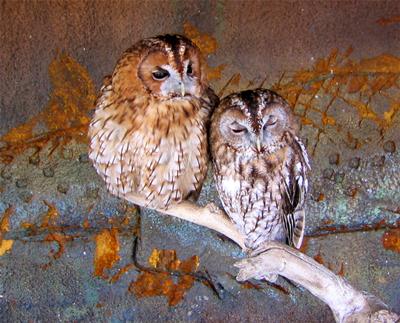 Two Little Owls