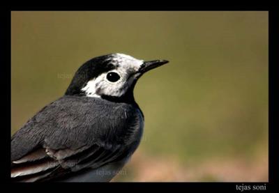 White Wagtail (Motacilla alba)