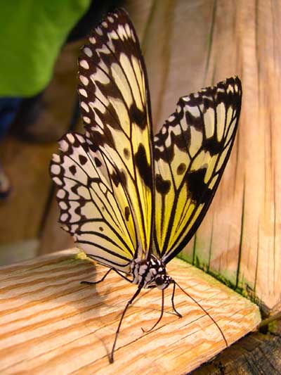 Close Up Photo Of A Butterfly