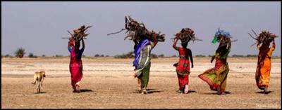 Female Strength In Little Rann