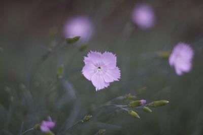 Fleurs du Parc Jeanne-D'Arc, Quebec City, Canada