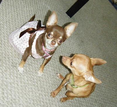 My Two Little Chihuahuas