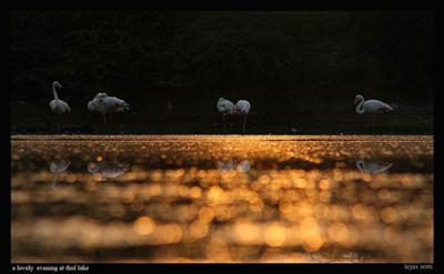 Golden Evening With Flamingos