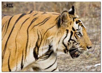 B2 The Tiger From Bandavgarh Forest B2 The Tiger From Bandavgarh Forest