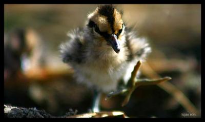 Painted Snipe Chick (Rostratula Benghalensis)