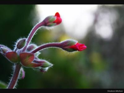 Flower Just Awakening