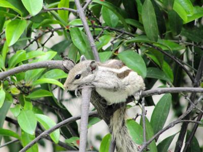 Squirrel In Mumbai - A Rare One