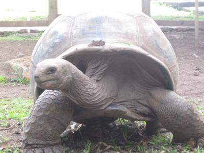 The Giant Tortoise