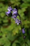 Bluebells